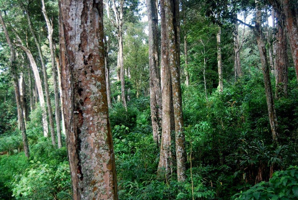 Greenspaces B&B Munnar Dış mekan fotoğraf
