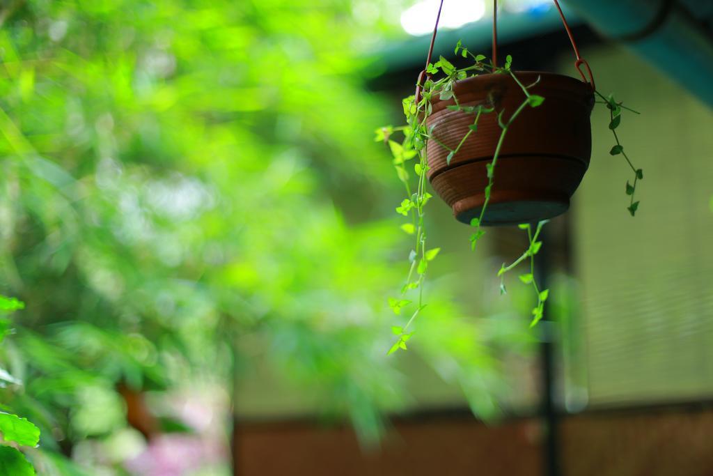 Greenspaces B&B Munnar Dış mekan fotoğraf
