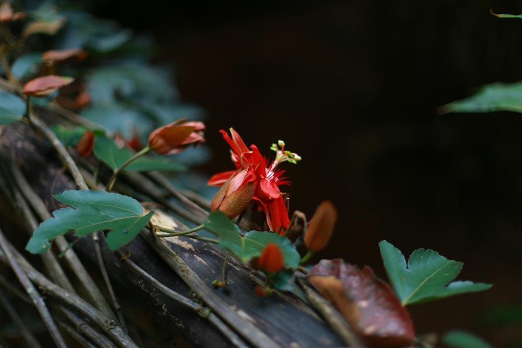 Greenspaces B&B Munnar Dış mekan fotoğraf