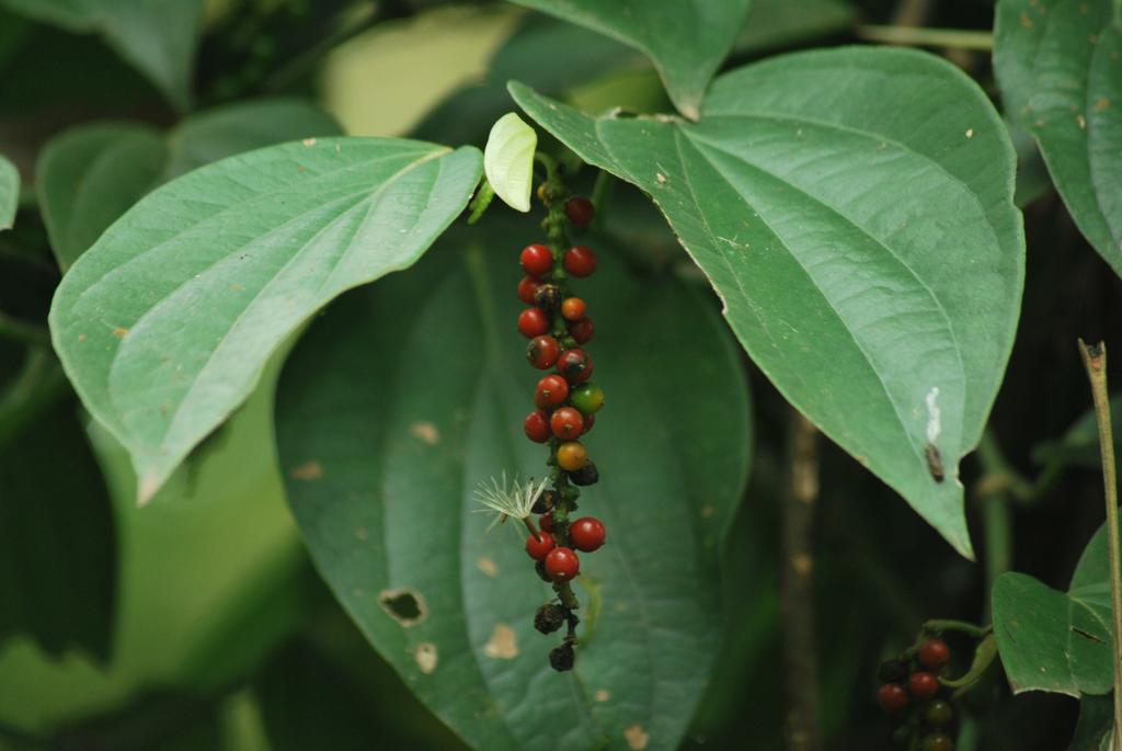 Greenspaces B&B Munnar Dış mekan fotoğraf