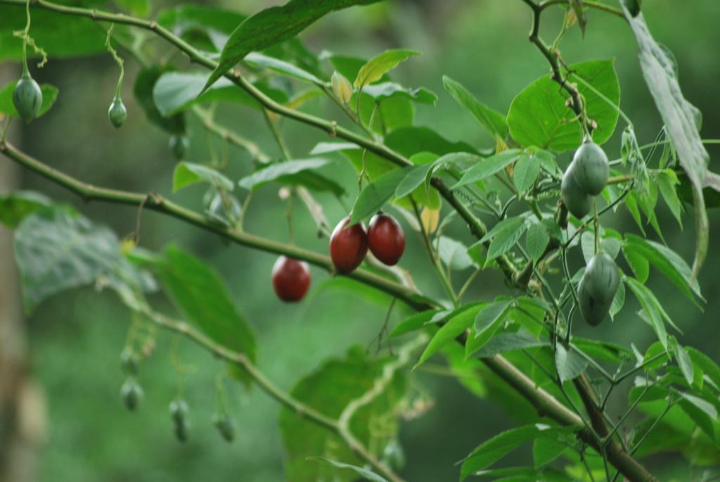 Greenspaces B&B Munnar Dış mekan fotoğraf